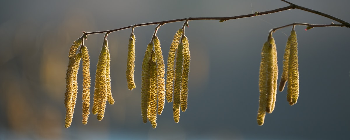 Haselkätzchen an einem kahlen Zweig vor weichem, hellem Hintergrund
